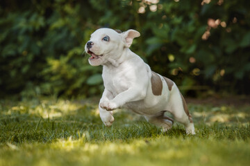 puppy american staffordshire terrier