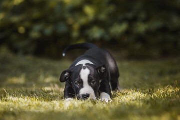 puppy american staffordshire terrier