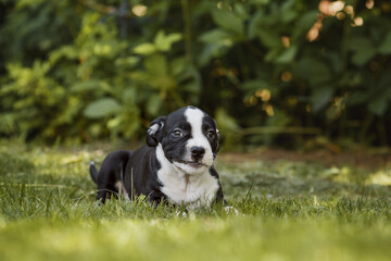 puppy american staffordshire terrier