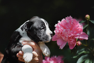 puppy american staffordshire terrier