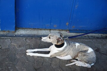 Grau-weißer großer Windhund liegt auf grauen Pflastersteinen vor blauem Tor bei Sonne am Mittag...