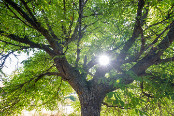 nogal, Juglans regia, barranco de la cascada, Chaorna, Soria,  comunidad autónoma de Castilla y León, Spain, Europe