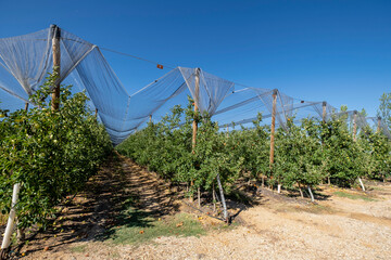 plantacion de manzanos, Malus domestica, Navapalos, Soria,  comunidad autónoma de Castilla y León, Spain, Europe