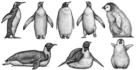 Vintage engrave isolated penguin set illustration ink sketch. Wild bird background imperial art - obrazy, fototapety, plakaty