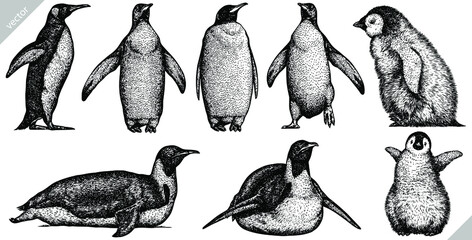 Vintage engrave isolated penguin set illustration ink sketch. Wild bird background imperial vector art - obrazy, fototapety, plakaty