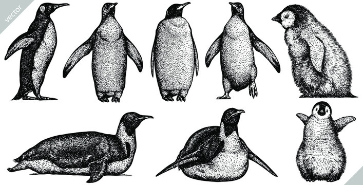 Vintage engrave isolated penguin set illustration ink sketch. Wild bird background imperial vector art