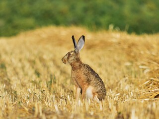  Feldhase (Lepus europaeus) auf dem Stoppelfeld in Ungarn