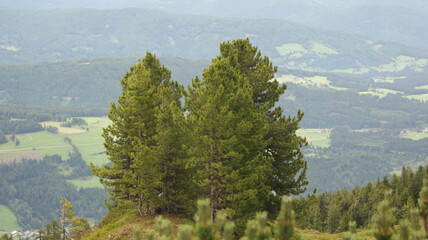 pine