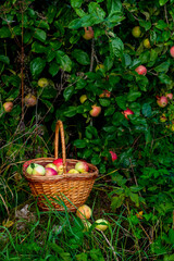 Fototapeta na wymiar Red and green freshly picked apples in basket on green grass.