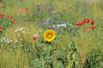 Mixed flower meadow cultivated for sustainable beekeeping and as food source for insects.