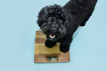 Cute Poodle dog sitting on weighet scale with happy expression face. Isolated on blue pastel...