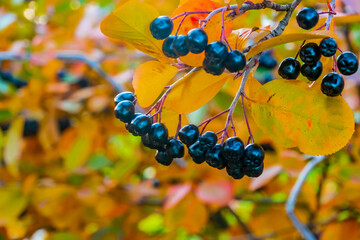 bright autumn background leaves and fruits of chokeberry Bush