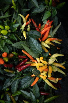 A backdrop of spicy red and yellow chillies. Street fruit and vegetable market