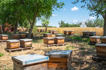 Wooden hives with active honey bees. Apiary. Beekeeping in the village. Organic farming in Ukraine. Odessa region.