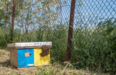 Wooden hives with active honey bees. Apiary. Beekeeping in the village. Organic farming in Ukraine. Odessa region.