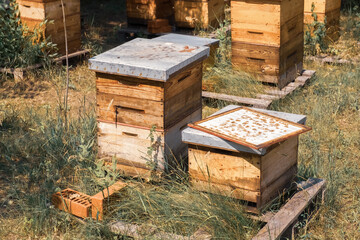 Wooden hives with active honey bees. Apiary. Beekeeping in the village. Organic farming in Ukraine. Odessa region.