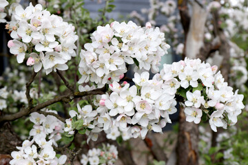 branch of apple tree with pink flowers on a background of flowering trees