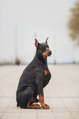 doberman in the park in nature in spring
