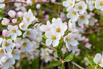 branch of apple tree with pink flowers on a background of flowering trees