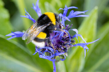 Bumblebee on a cornflower flower, closeup selective focus - obrazy, fototapety, plakaty