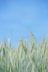 Green spikes of rye (Secale cereale) before blue sky. Copy space.