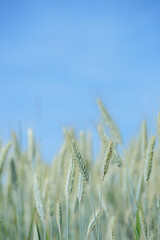 Obraz premium Green spikes of rye (Secale cereale) before blue sky. Copy space.
