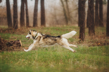 Naklejka na ściany i meble dog Husky in the woods 