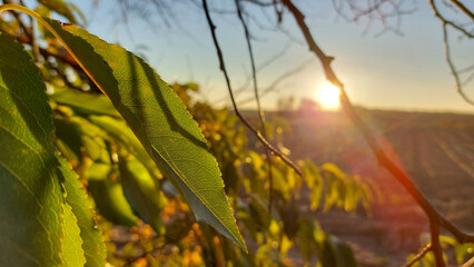 sunset in the forest