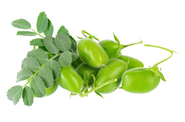 Green chickpeas in the pod with green leaves, isolated on white background. Cicer arietinum. Clipping path.