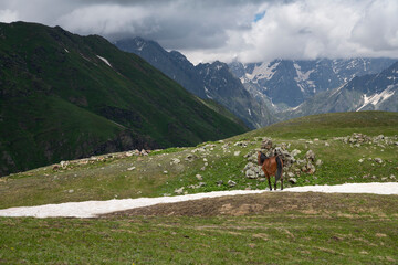 Fototapeta na wymiar Wild horse in the beautiful mountains and green alpine meadows.