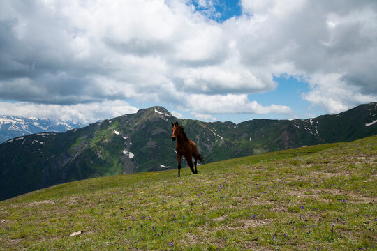 Wild hors in the beautiful mountains and green alpine meadows.