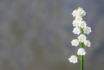 Lily of the valley flowers close up on a gray background
