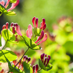 Floral background. Pink Honeysuckle buds and flowers in a sunny garden. Lonicera caprifolium, woodbine in bloom.