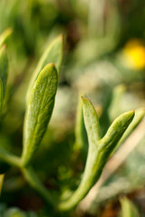 Hinojo marino (Crithmum maritimum).Playas de Comte. Sant Antoni de Portmany.Ibiza.Illes Balears.España.