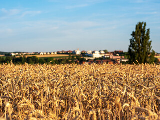 Wheat field. Ears of wheat closeup. Harvest concept. germany