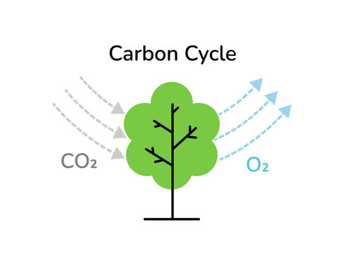 Carbon cycle tree photosynthesis process scheme linear vector illustration isolated on white. Tree absorbs carbon greenhouse gas and produces oxygen molecules. CO2 neutral, zero carbon emissions.
