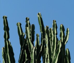 alignement de cactus sur fond de ciel bleu