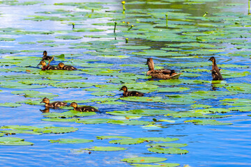 Duck Anas platyrhynchos with chicks on pond surface, water lilies
