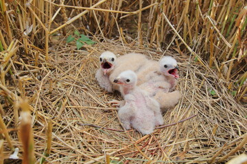 The Montagu's harrier (Circus pygargus) chicks on nest in wheat field