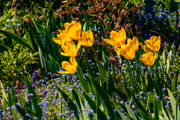 Gelbe Tulpen und bunte Blüten in einem angelegten Garten im Gegenlicht freigestellt