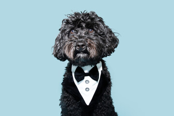 Portrait cute black poodle celebrating mother's day, father's day or anniversary wearing a tuxedo...