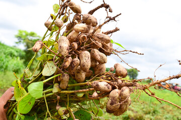 Fresh peanuts plants with roots