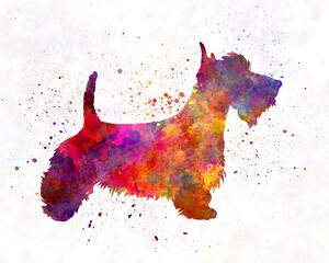 Scottish Terrier in watercolor
