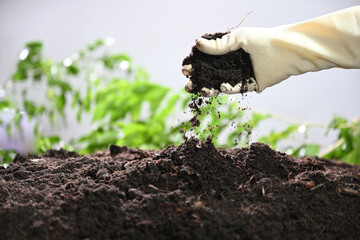 farmer checking soil condition for gardening