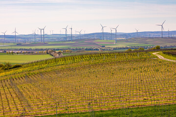 Fototapeta na wymiar Landschaft mit Weinreben und Feldern vor unzähligen Windrädern am Horizont in Rheinland-Pfalz