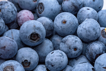 A lot of harvested blueberry fruits