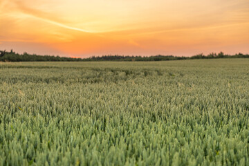 Green wheat growing in the field, landscape view on sunset
