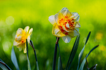 Zwei prachtvolle gelbe Narzissen freigestellt vor grünem Hintergrund im Frühling
