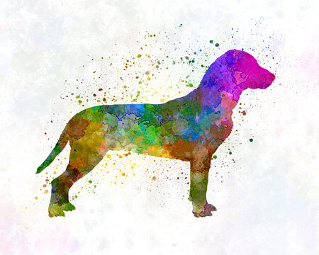 Slovakian Hound in watercolor