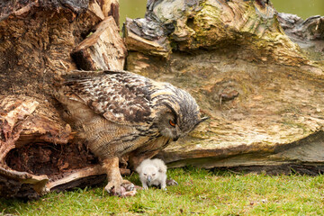 Wild Eurasian Eagle Owls outside their nest, in the grass. The white, say days old bird is sitting between the legs of the mother. They eat a piece of bloody flesh